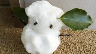 アレルギー血液検査の結果&今後やるプリックテストのこと