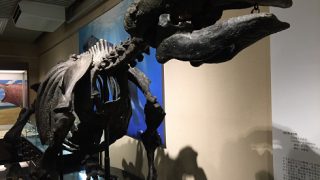 3才児連れて冬の札幌旅行①北大博物館は恐竜好きにオススメ
