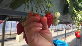 週末予約なしで行ける千葉のいちご狩り園と超オススメ道の駅
