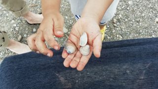 都心から近くて貝拾いができる葛西海浜公園